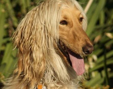 Random generated animal: Afghan Hound