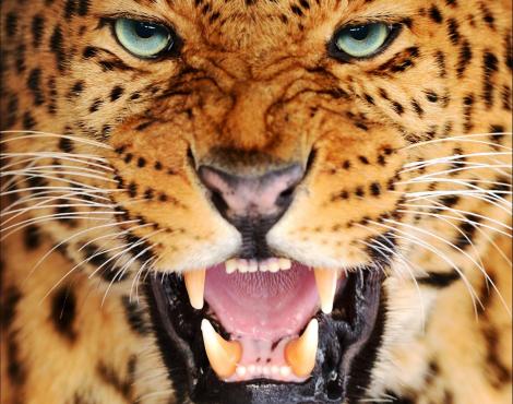 Random generated animal: Amur Leopard