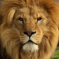 Top Random Animal Generators 2025 Review