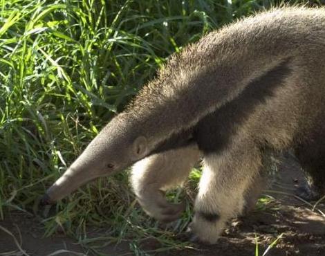 Random generated animal: Anteater