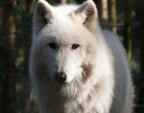 Random generated animal: Arctic Wolf