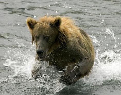 Random generated animal: Brown Bear