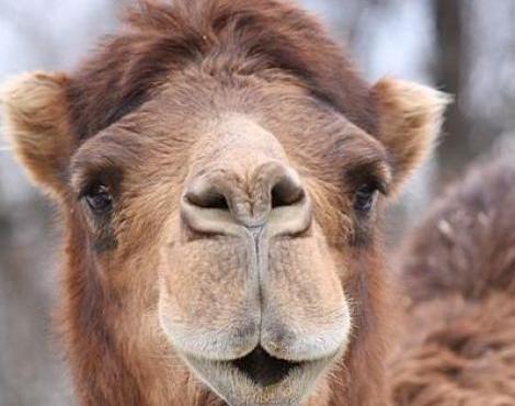 Random generated animal: Camel