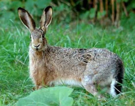 Random generated animal: Hare