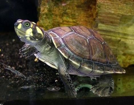 Random generated animal: River Turtle