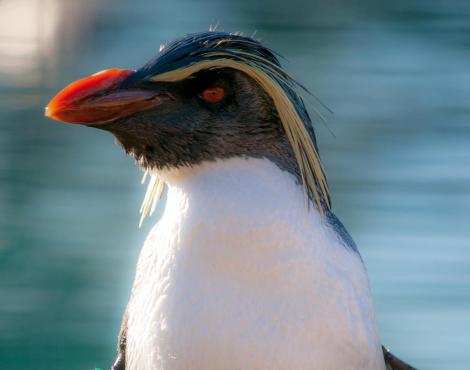 Random generated animal: Rockhopper Penguin