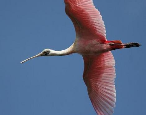 Random generated animal: Roseate Spoonbill